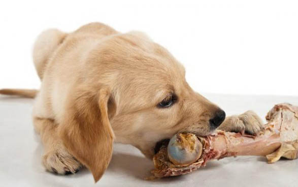 狗狗犬瘟熱中期癥狀