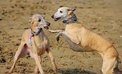 惠比特犬坐著睡覺的原因