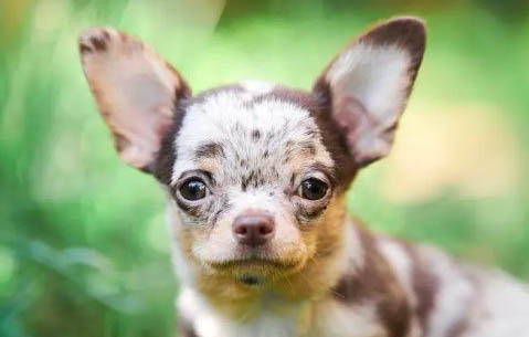 吉娃娃犬為啥要這樣做呢?