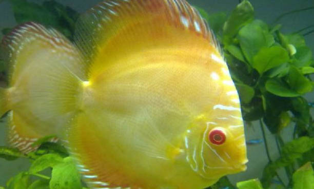 闖缸魚死了需要重新開缸嗎