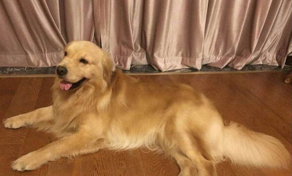 狗狗肺炎多久能好？