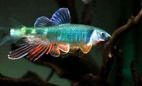 甲魚(yú)吃魚(yú)飼料嗎