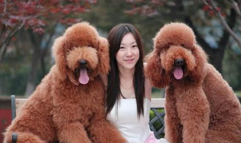 貴賓犬可以吃什么食物