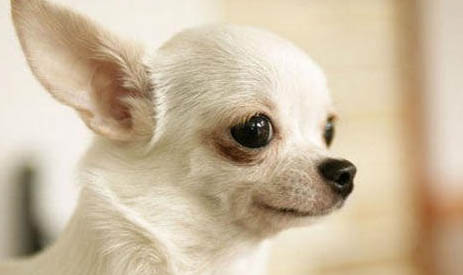 吉娃娃和小鹿犬哪個好