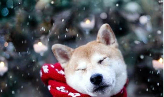 狗狗犬瘟好轉(zhuǎn)有哪些癥狀