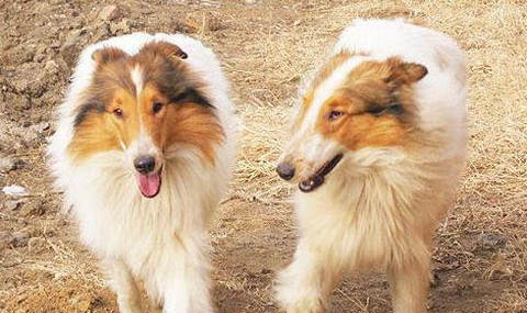 為什么喜樂蒂牧羊犬老喝水？