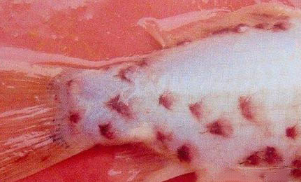 家里養(yǎng)貓又養(yǎng)魚相克嗎