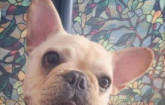 狗狗吃肉拉稀拉血
