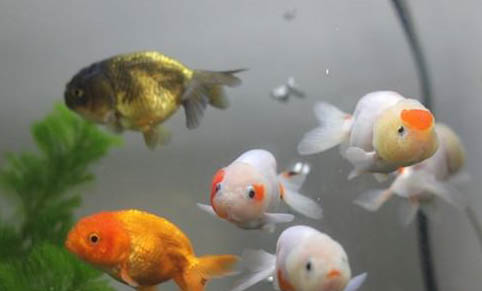 高溫季節(jié)觀賞魚疾病的預防要點