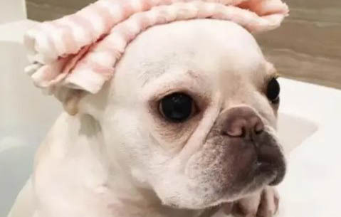 狗狗感冒能不能吃頭孢