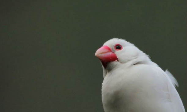 白文鳥怎么繁殖
