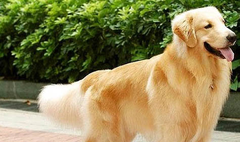 狗狗毛為什么會(huì)打結(jié)