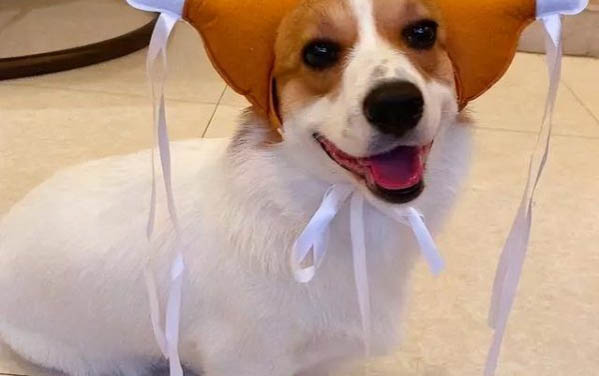狗狗情緒有哪些表現