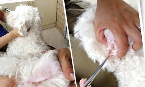 小型犬什么好養