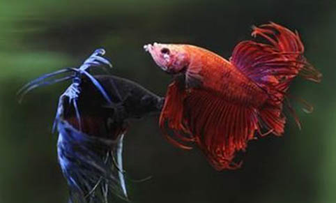 鸚鵡魚頭洞病初期圖片
