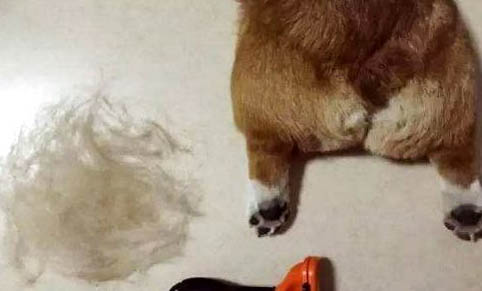狗能吃荔枝肉嗎