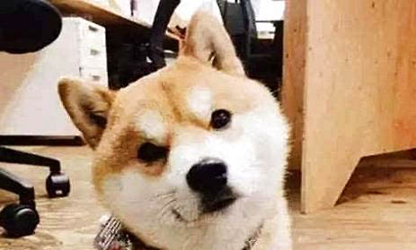 貓咪耳朵有耳螨的癥狀