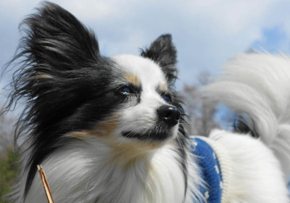 蝴蝶犬為什么那么少人養？