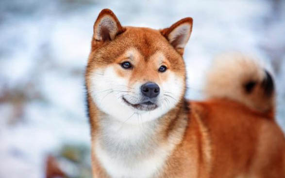 狗狗需要刷牙嗎為什么