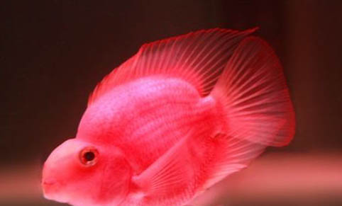 鸚鵡魚(yú)產(chǎn)卵前有什么預(yù)兆