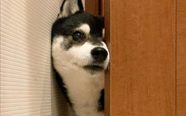 狗狗細小病毒癥狀初期