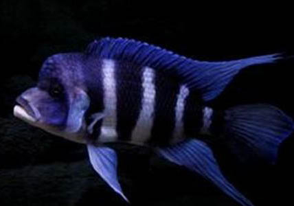 可以用自來(lái)水可以養(yǎng)魚(yú)嗎？
