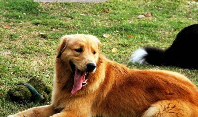 金毛幼犬怎么區(qū)別公母