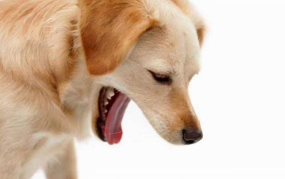 狗狗吃了木糖醇必死嗎