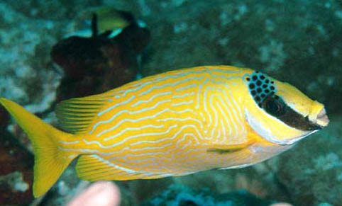 自來水養(yǎng)魚需要添加什么