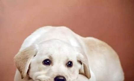 犬 什么愛