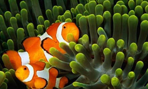 觀賞魚可以放生嗎