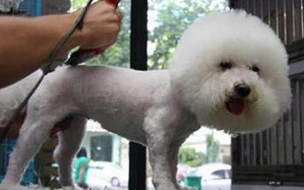 法斗犬幼犬圖片 價(jià)格