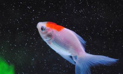 斑馬魚需要打氧嗎