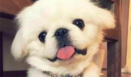 狗狗腸胃炎有哪些癥狀