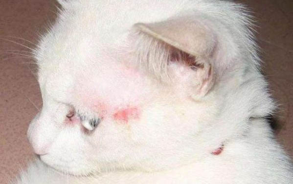 怎樣讓貓產生好感