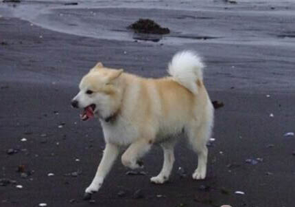 牧羊犬賽系和錘系哪個(gè)好