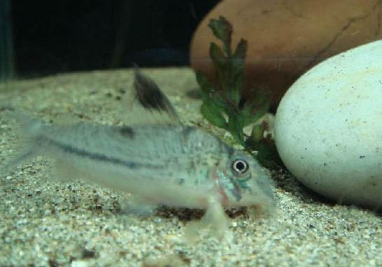 鼠魚多久繁殖一次