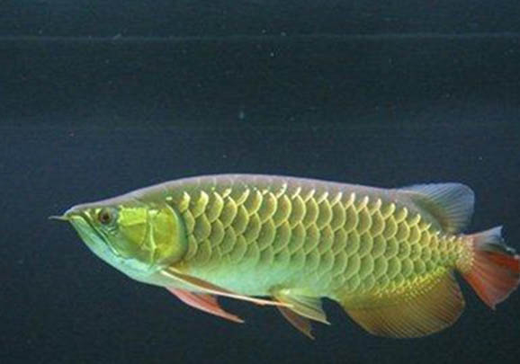 草種金魚有哪些品種