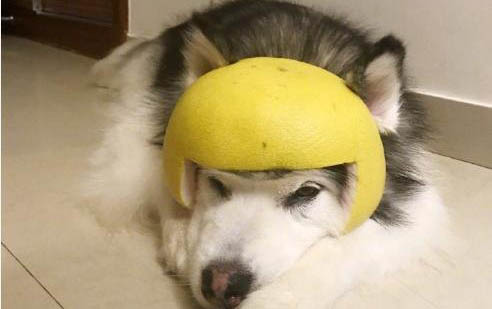 狗狗的犬瘟多久發(fā)作一次