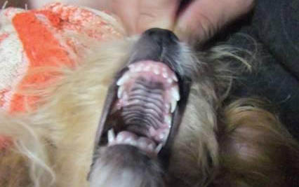 狗狗益生菌多久吃一次？