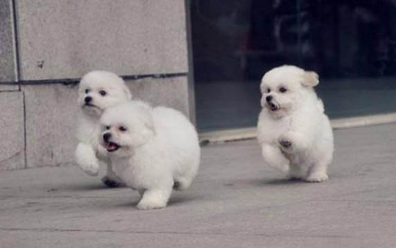 狗狗眼線蟲怎么引起的