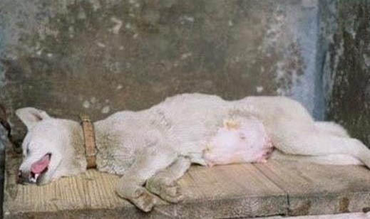 狗狗斷奶后如何喂養