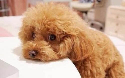 泰迪狗感冒快好了可以洗澡嗎