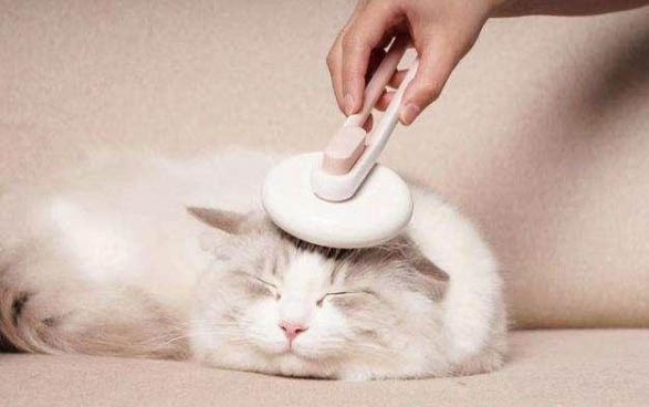 貓咪感冒了有些什么癥狀