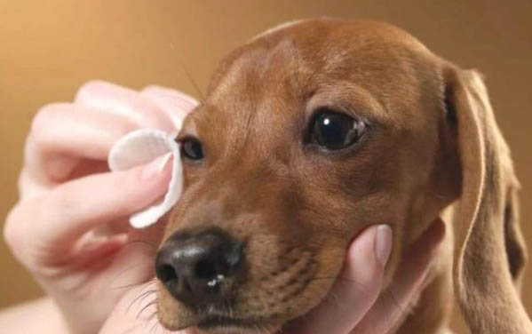 狗吃驅蟲藥多久拉蟲子