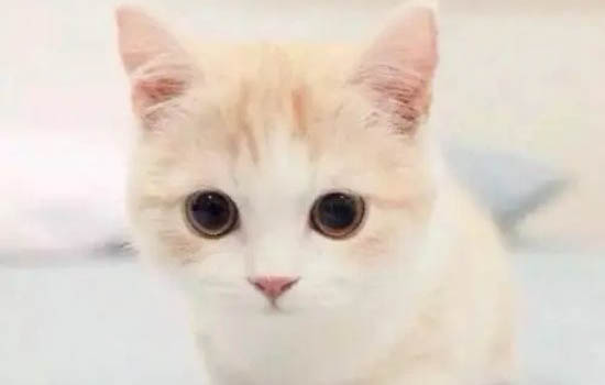 小貓多大長牙啊？