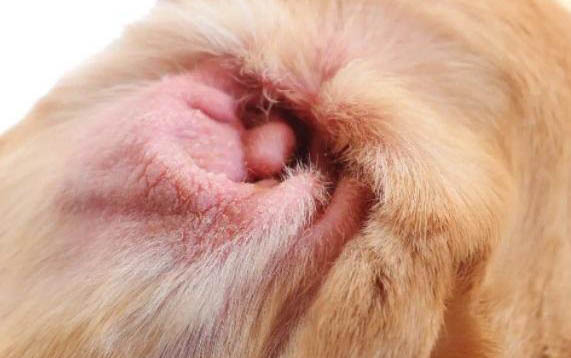 狗狗得皮膚病會傳染給人嗎?