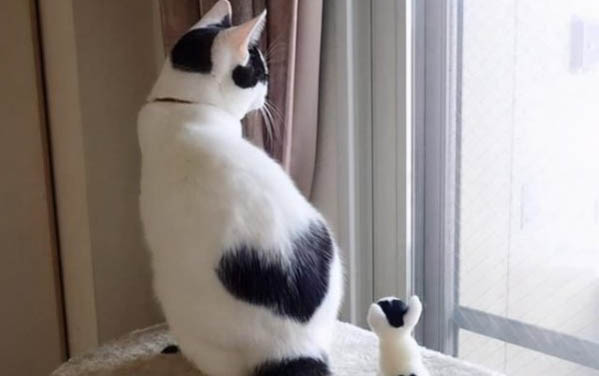 小貓要養多久才認主人