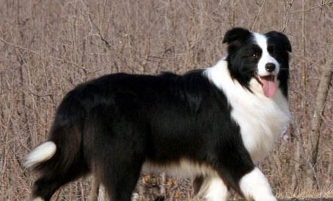 英國古代牧羊犬半夜突然叫是什么原因