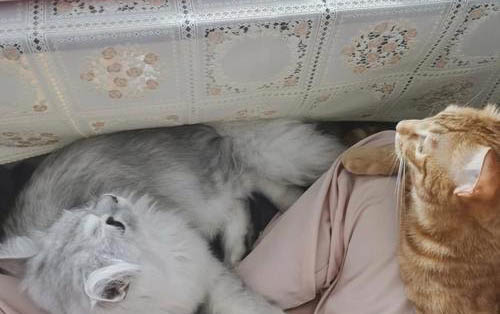 貓咪吐舌頭一定是傳腹嗎